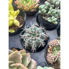Xương rồng Thần Long size 6cm nụ hoa