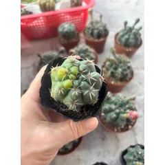 Xương rồng Thần Long size 6cm nụ hoa