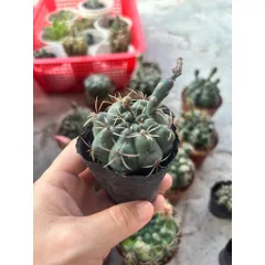 Xương rồng Thần Long size 6cm nụ hoa
