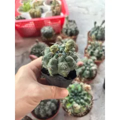 Xương rồng Thần Long size 6cm nụ hoa