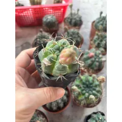 Xương rồng Thần Long size 6cm nụ hoa
