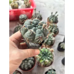Xương rồng Thần Long size 6cm nụ hoa