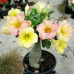 Hạt giống hoa sứ Thái Lan mix 2 màu vàng hồng - Bịch 10 hạt – Mã số 1079 725560
