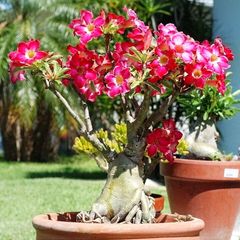 Hạt giống hoa sứ Thái Lan Bonsai cây lùn thân to mix màu hồng trắng - Bịch 10 hạt – Mã số 1115 725561