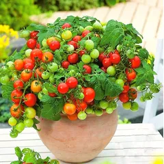 Hạt giống cây cà chua mini siêu trái - Hạt giống cây cà chua cảnh cho trái quanh năm - Bịch 10 hạt - Mã số 1250