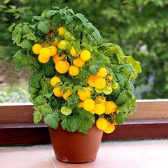 Hạt giống cây cà chua mini siêu trái - Hạt giống cây cà chua cảnh cho trái quanh năm - Bịch 10 hạt - Mã số 1251 - 1