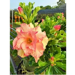 Hạt giống hoa sứ Taiwan ghép cánh to thiên nga vàng hồng - Bịch 10 hạt – Mã số 1260 - 1