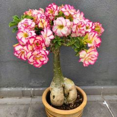 Hạt giống hoa sứ Thiên vương Thái Lan cánh xoăn màu trắng viền hồng cánh sen – Bịch 10 hạt – Mã số 2060