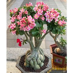 Hạt giống hoa sứ kép Thái Lan màu trắng hồng Kỳ Duyên - Bịch 10 hạt - Mã số 2059