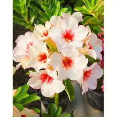 Hạt giống hoa sứ Thái Lan hoa trắng nhuỵ đỏ - Bịch 10 hạt – Mã số 1262 725581