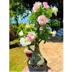 Hạt giống hoa sứ ghép Thái Lan 2 màu hoa viền trắng viền hồng - Bịch 10 hạt – Mã số 1265 725583