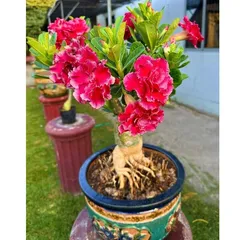 Hạt giống hoa sứ ghép Thái Lan cánh tiên đỏ cánh to - Bịch 10 hạt – Mã số 1272 725585