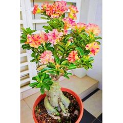 Hạt giống hoa sứ ghép Thái Lan 2 màu vàng hồng - Bịch 10 hạt – Mã số 1280 725587