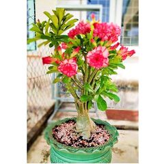 Hạt giống hoa sứ ghép Thái Lan 2 màu vàng đỏ nhiều hoa - Bịch 10 hạt – Mã số 1281 725588