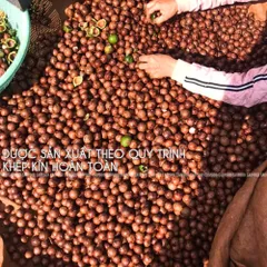 Hạt Macca Size Trung 500g CAOFOOD - Hạt Nguyên Vỏ Ngon, Béo Bùi - Thực Phẩm Lành Mạnh Cho Gia Đình, Không Đường, Không Chất Bảo Quản