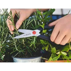 BỘ DAO TỰ MÀI  Zwilling FIVE STAR ĐẾ TRE TỰ NHIÊN