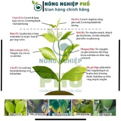 [GÓI LỚN]Phân Bón Siêu Vi Lương KOMBI Multiagro 10gr- Bổ Sung Các Vi Lượng Thiết Yếu Cho Cây Còi Cọc, Vàng Lá, Xoăn Ngọn 739289