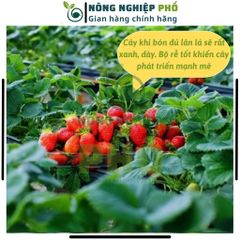 [KHUYỄN MÃI] Phân Supe Lân Lâm Thao Giúp Cây Phát Triển Bộ Rễ, Hình Thành Mầm Hoa, Đẻ Nhánh, Xanh, Dày Lá- Túi 1Kg 739304