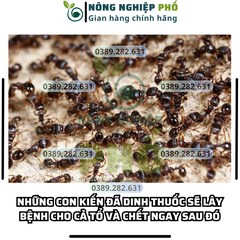 [SIÊU HIỆU QUẢ] COMBO 10 REGENT 800 (gói 1.6g) DATE MỚI NHẤT, Chế phẩm diệt côn trùng đa năng diệt sạch Kiến, Gián, Muỗi, Bọ Chét, Mạt Gà, Mối, Rầy, Rệp, Bọ Trĩ, Sâu Kháng 739308