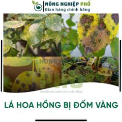 Thuốc Trừ Bệnh Sinh Học Lillacter Multiagro Đặc Trị Vi Khuẩn, Nấm Bệnh Hoa Kiểng, Cây, Hoa An Toàn Hiệu Quả Tuyệt Đối 739317