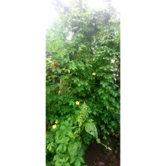 Dây khổ qua Rừng Tươi ( Dây và lá) 1kg .Khách đặt mới hái.