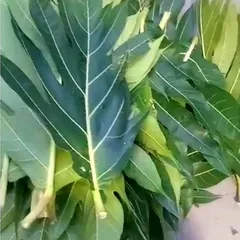 Lá SaKê 1kg Dùng làm Dược liệu. Có đơn mới hái