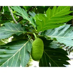 Lá SaKê 1kg Dùng làm Dược liệu. Có đơn mới hái