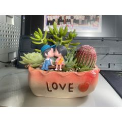 Chậu Sen đá mix xương rồng