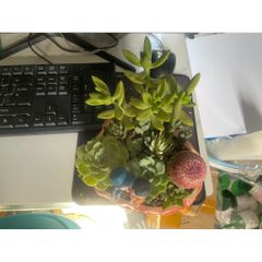 Chậu Sen đá mix xương rồng
