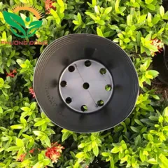 Combo 100 chậu nhựa đen C6 trồng cây