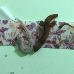 Bẫy thạch sùng DAEGIL, đơn giản, hiệu quả, thân thiện môi trường, nhập trực tiếp từ Hàn Quốc