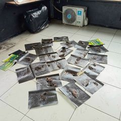 [Bán sỉ] 100 miếng keo dính chuột nhắt BIO có sẵn mồi dụ chuột, keo dính chắc, hàng Việt Nam