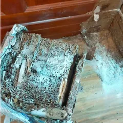 Combo diệt mối tận gốc tự làm gồm 1 chai PMC90DP chính hãng và 2 hộp nhử mối