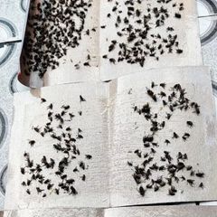 10 miếng keo dính ruồi NAM KIỆT, kích thích ruồi nhặng bu vào, chuyên dùng cho nhà hàng, nhà ở...