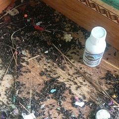 Thuốc diệt bọ đậu đen PERMECIDE 50EC diệt cả côn trùng khác sản phẩm Hợp Trí, chai 100ml