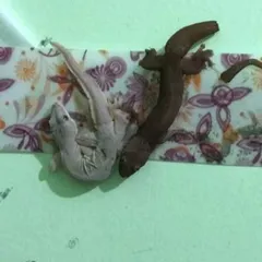 1 Miếng keo dính thằn lằn/thạch sùng , bắt ruồi đa năng Hàn Quốc.