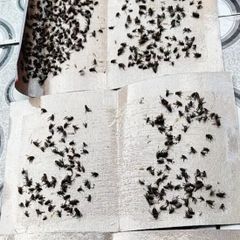 50 miếng keo dính ruồi NAM KIỆT, kích thích ruồi nhặng bu vào, chuyên dùng cho nhà hàng, nhà ở...