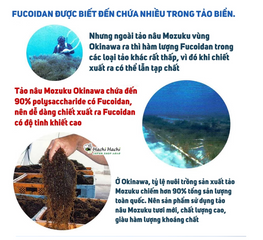 Tảo Fucoidan Nhật Bản Chính Hãng Okinawa - 180 Viên Hỗ Trợ Miễn Dịch và Sức Khỏe Tế Bào 763293