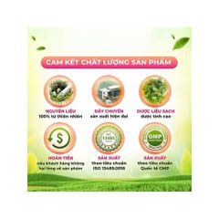 combo 4 hộp trà kim tiền thảo râu mèo