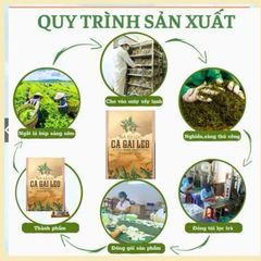 trà túi lọc cà gai leo