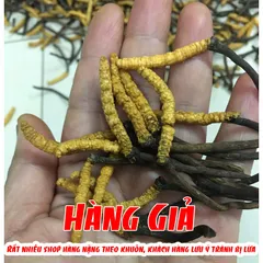 Đông Trùng Hạ Thảo Tây Tạng Nguyên Con Ống 5 con / 1gam