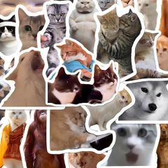 Sticker meme mèo chống nước, decal mèo ngộ nghĩnh dán laptop, điện thoại, vali, trang trí quạt
