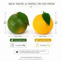 Trái Cam Sành Xanh/ Vàng trang trí Cao cấp | Trái Cây Nhựa foam, Trái Cây trang trí, Trái Cây Mô Hình