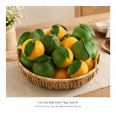 Trái Cam Sành Xanh/ Vàng trang trí Cao cấp | Trái Cây Nhựa foam, Trái Cây trang trí, Trái Cây Mô Hình
