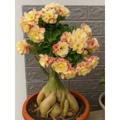 Hạt giống hoa sứ kép Thái Lan - Bịch 10 hạt – Mã số 2012