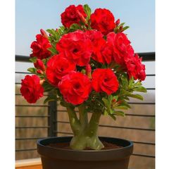 Hạt giống hoa sứ kép Thái Lan - Bịch 10 hạt – Mã số 2005