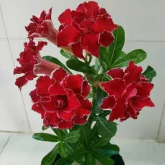 Hạt giống hoa sứ kép Thái Lan - Bịch 10 hạt – Mã số 1602