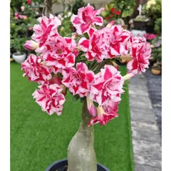 Hạt giống hoa sứ kép Thái Lan - Bịch 10 hạt – Mã số 1618