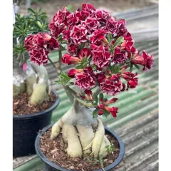 Hạt giống hoa sứ kép Thái Lan - Bịch 10 hạt – Mã số 1693