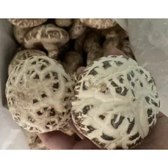 Nấm Đông Cô NHẬT BẢN Khô 500g ( Nấm To, Trắng, Hàng Thượng Hạng ) Thơm Ngon, Giàu Dinh Dưỡng